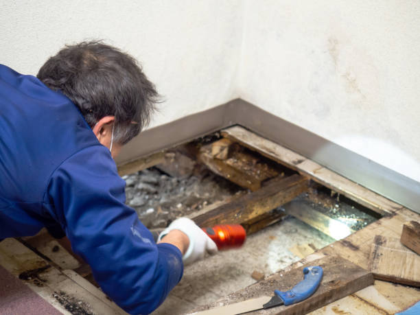 Best Crawl Space Mold Remediation in Manchaca, TX