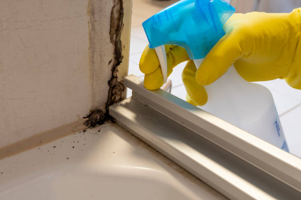 Best DIY Mold Remediation Support Services in Manchaca, TX
