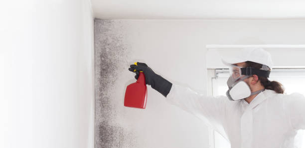 Best Emergency Mold Remediation in Manchaca, TX